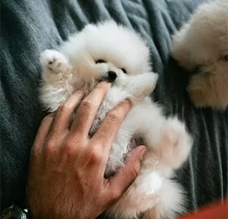 A hand stroking an adorable fluffy white dog on a sofa.