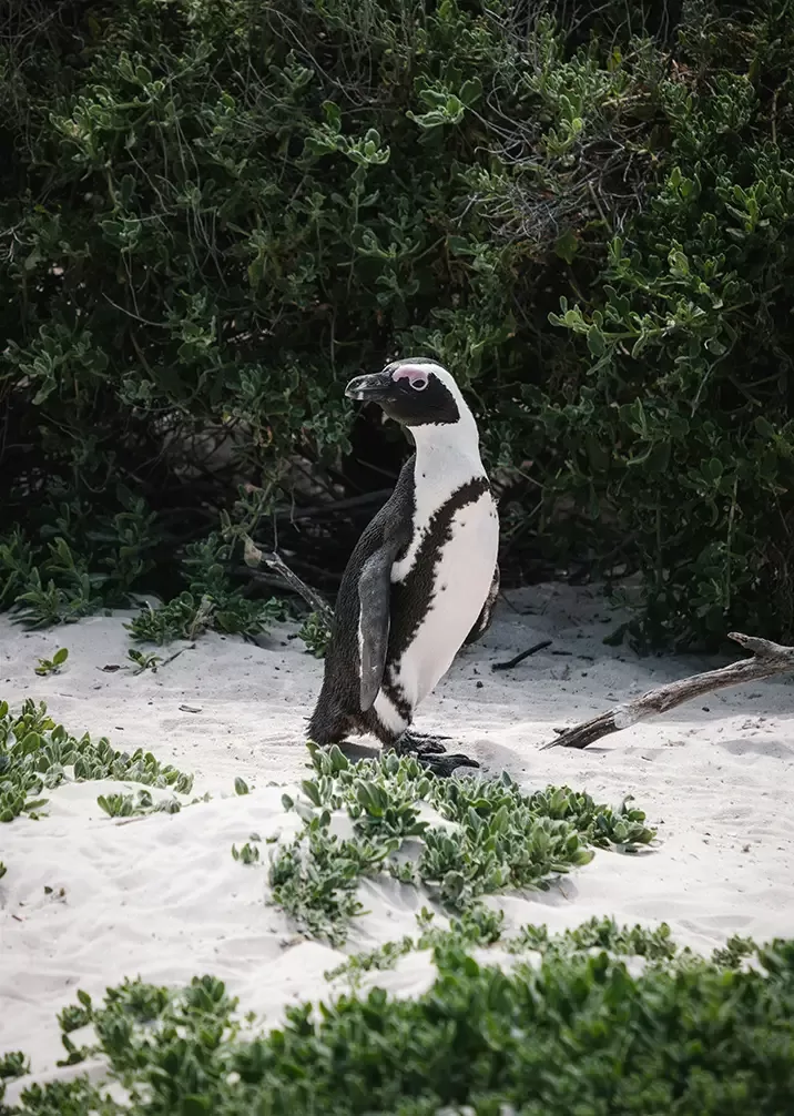 A penguin stands on sandy ground surrounded by green vegetation. The scene is natural and serene, with the penguin facing slightly to the side.