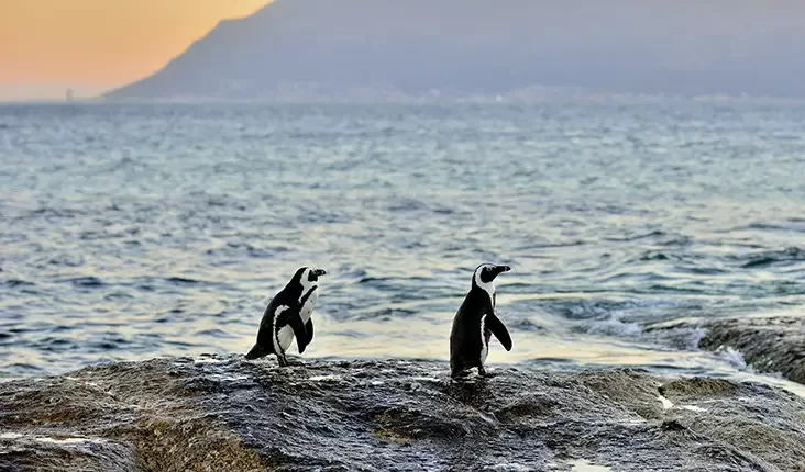 Two penguins stand on a rocky shoreline with the ocean in the background. The sky is orange near the horizon, indicating a sunrise or sunset. A mountain is visible in the distance.