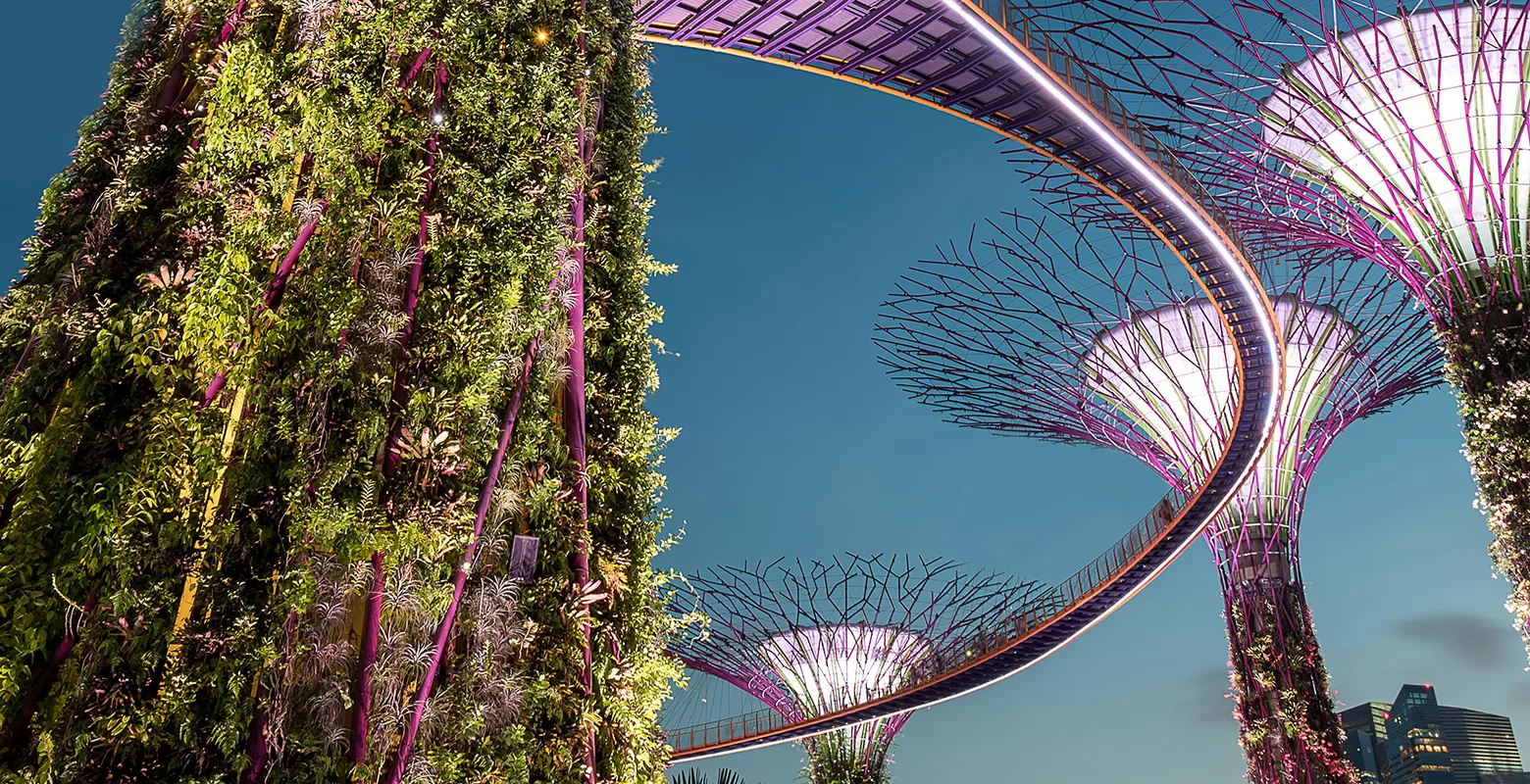 Gardens by the Bay in Singapore at dusk, featuring towering Supertrees covered in greenery and lit with purple and white lights, with a curved skywalk connecting the structures against a clear evening sky.