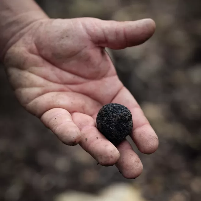 A hand holding a single black truffle against a blurred, earthy background. The truffle is dark and textured, resting in the palm of a slightly dirt-smudged hand.