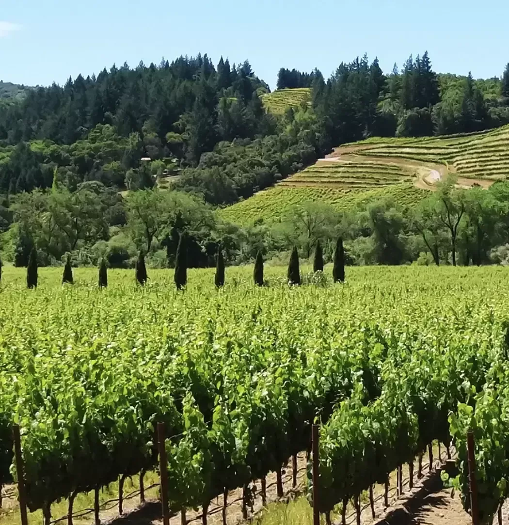 View of vineyard and landscape in South California