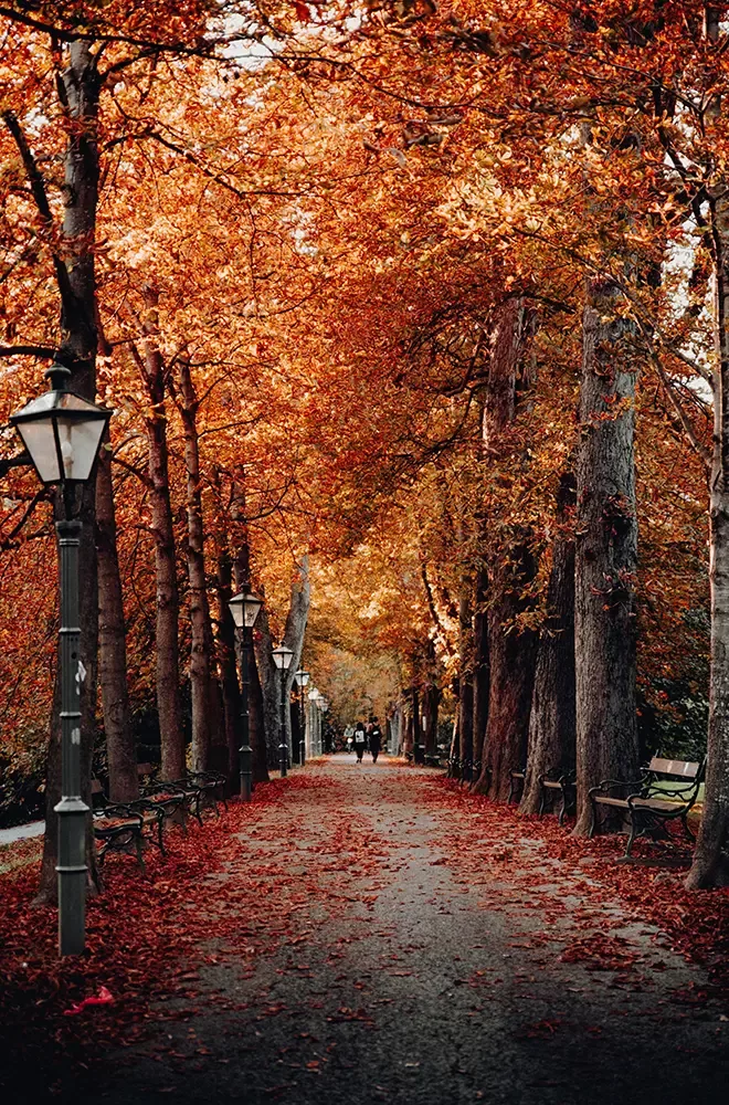 A serene, tree-lined pathway in a park during autumn. The trees on both sides of the path are adorned with vibrant orange and red leaves, many of which have fallen, covering the ground and the pathway in a rich carpet of autumn colors. The path is flanked by old-fashioned street lamps, and in the distance, a few people can be seen walking, enjoying the peaceful atmosphere.